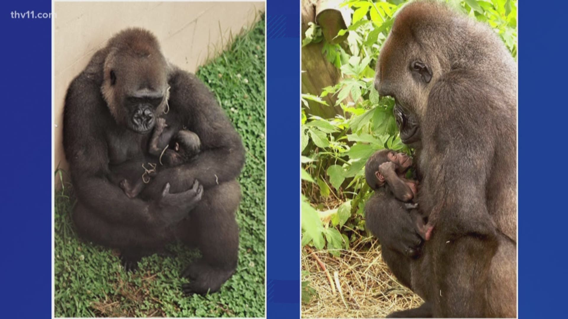 For the most part mom and baby stay indoors, but you may catch a peek in the exhibit at times during the day.