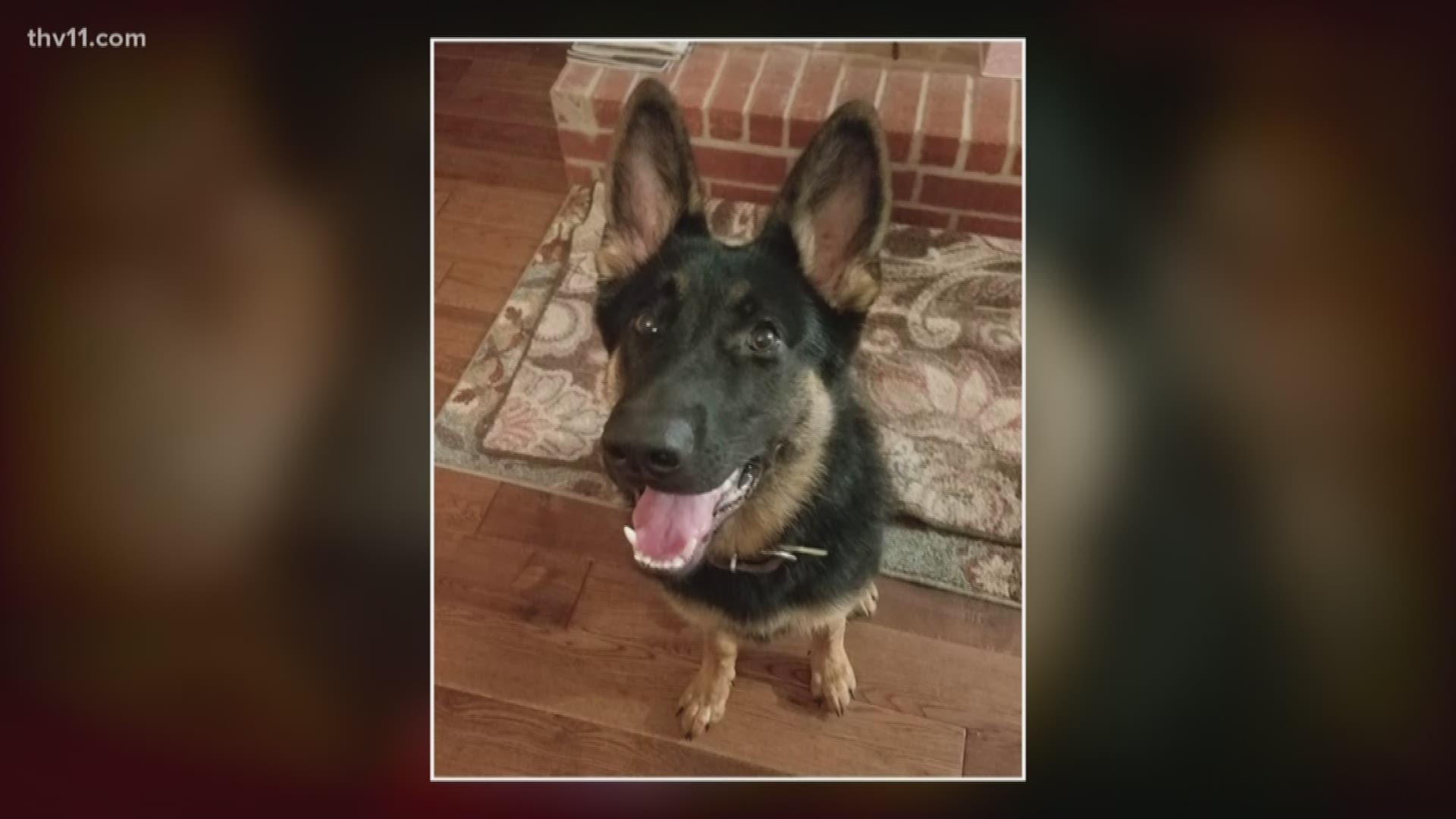 The fate of a lost German Shepherd puppy has caused a legal battle in Pulaski County - one that's now headed to the 8th Circuit Court of Appeals.