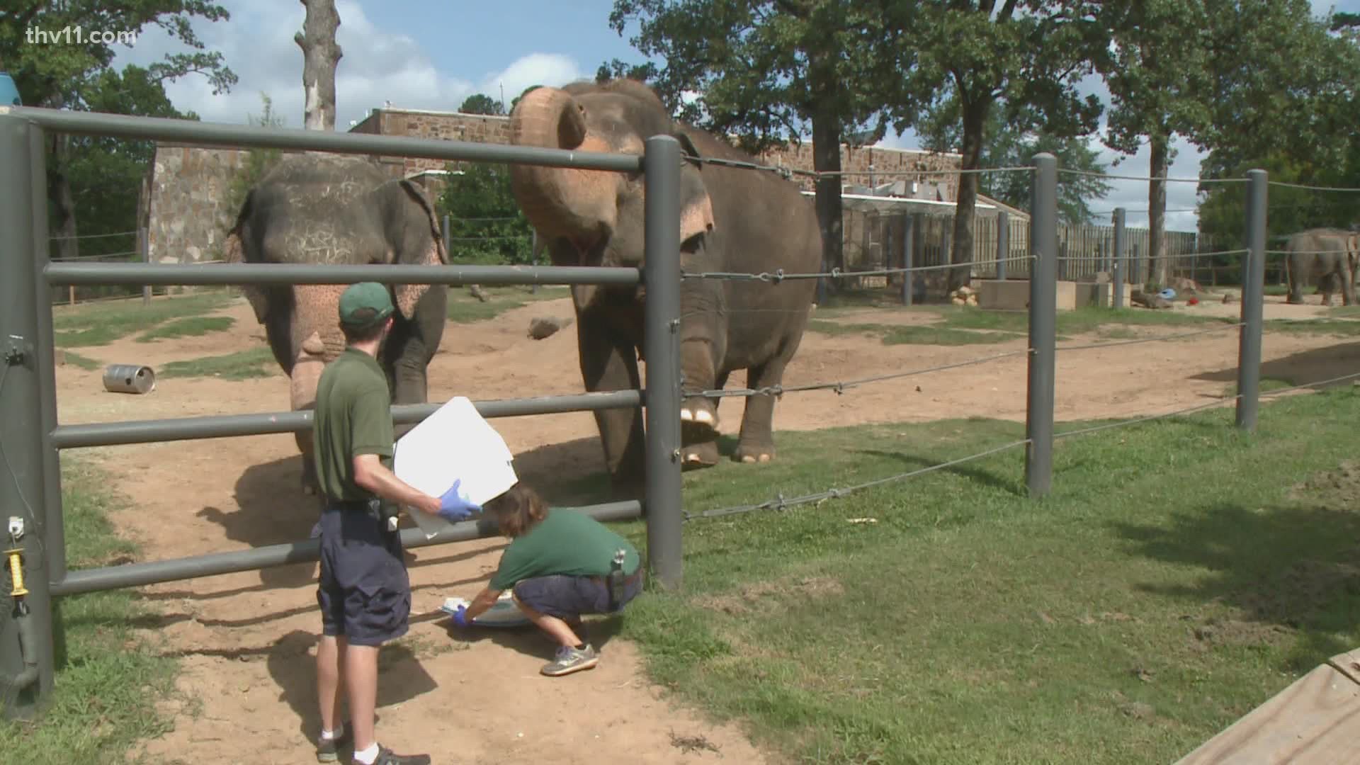Elephants at the Little Rock Zoo will be front and center thanks to a brand new sponsorship.