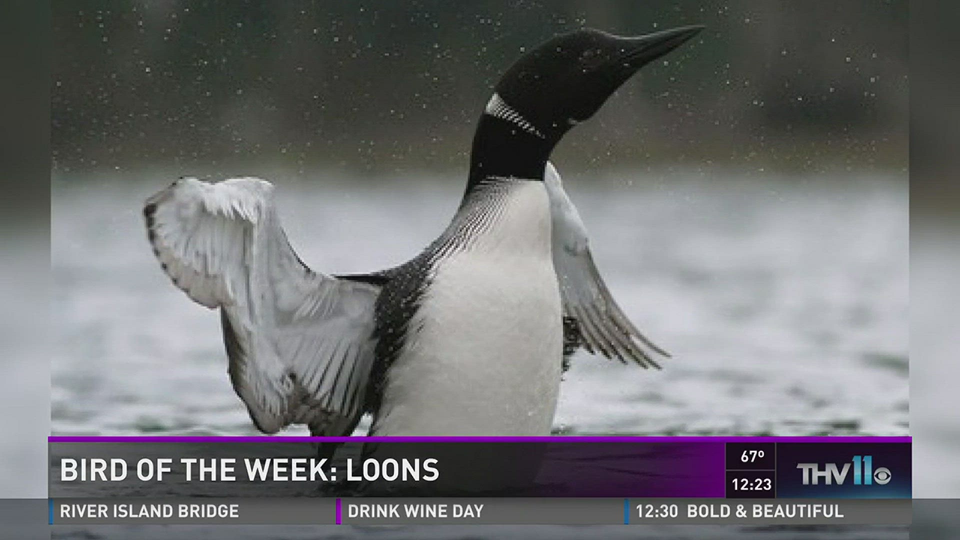 This week�s Bird of the Week is the Common Loon. Check some fun facts about the bird in this story. --THV11.com 02/18/16