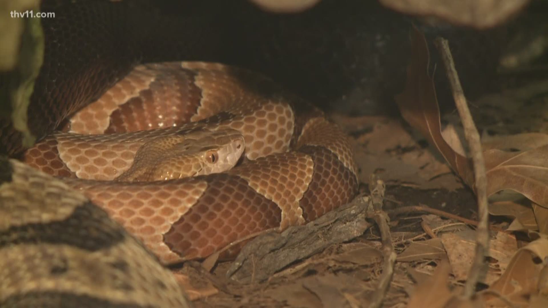 One Little Rock woman's post in the Nextdoor app is drawing the attention of not only neighbors -- but folks across Central Arkansas.
Two of her dogs were bitten by venomous snakes within two weeks of each other. 
