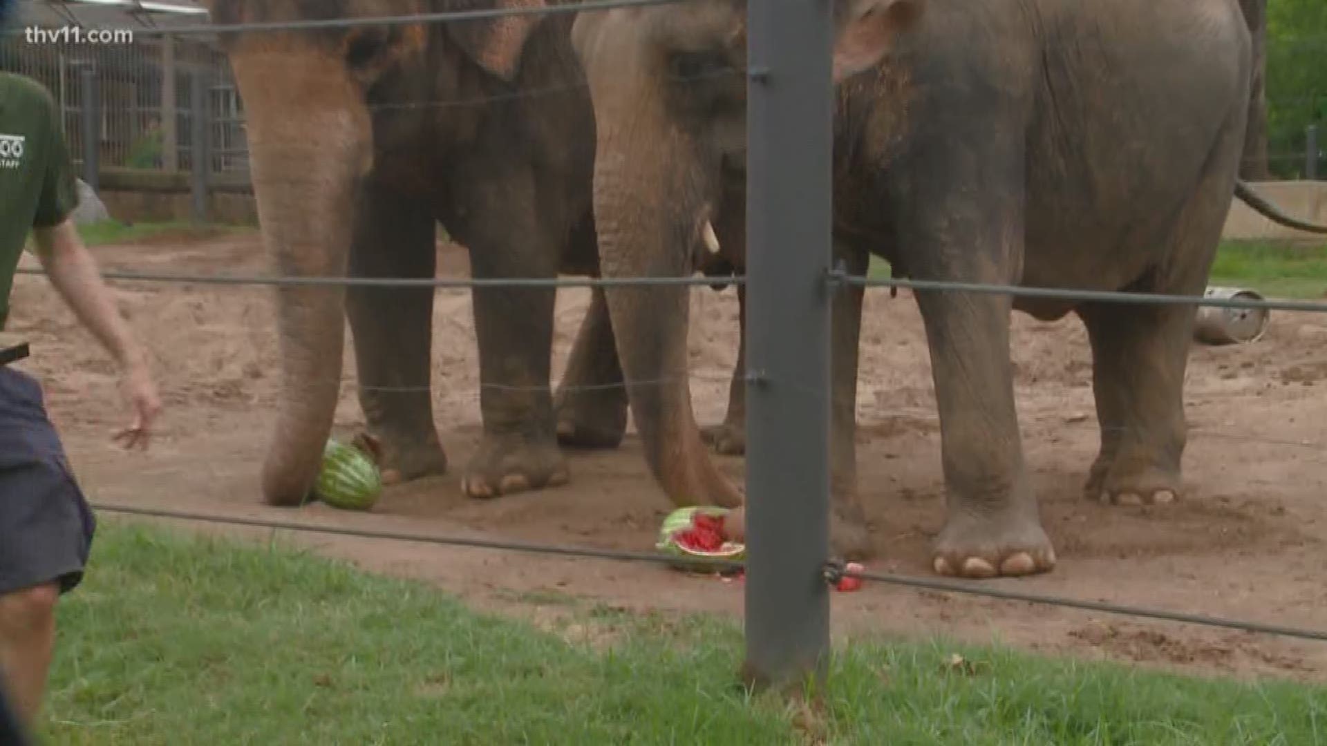 The Little Rock Fire Department tried to beat the elephants at the Little Rock Zoo in a watermelon eating contest.