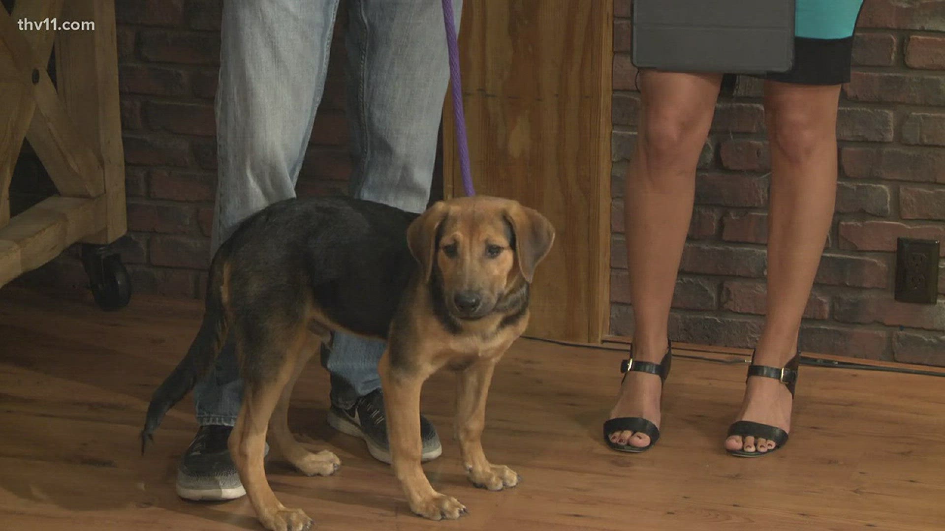 This week, Paul Hughes from Friends of the Animal Village joined THV11 This Morning with Marty the hound mix.