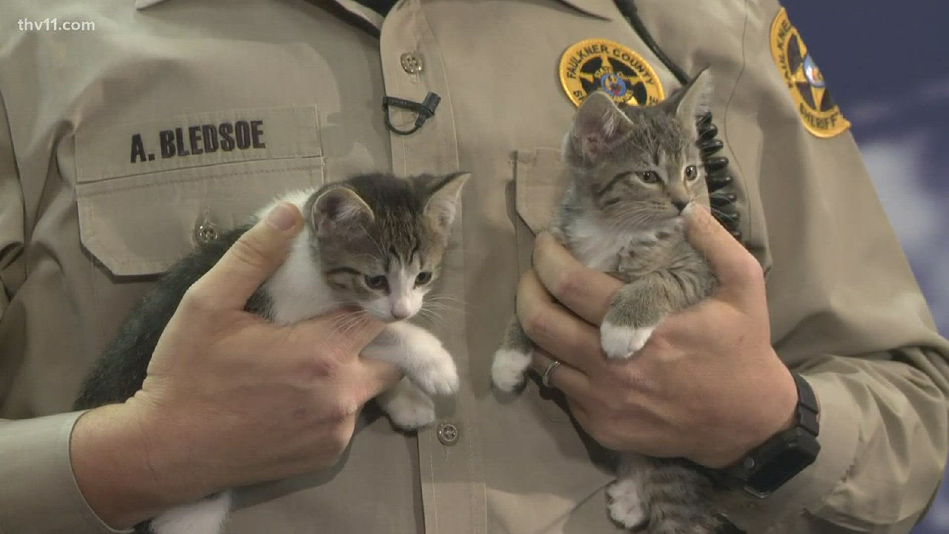 Betsy Robb from Friends of the Animal Village joined THV11 This Morning with Susie and Sally the kittens.