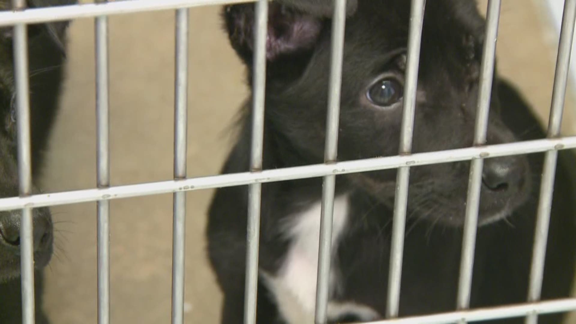 North Little Rock Animal Shelter at capacity, euthanization likely for dogs  not adopted in time 