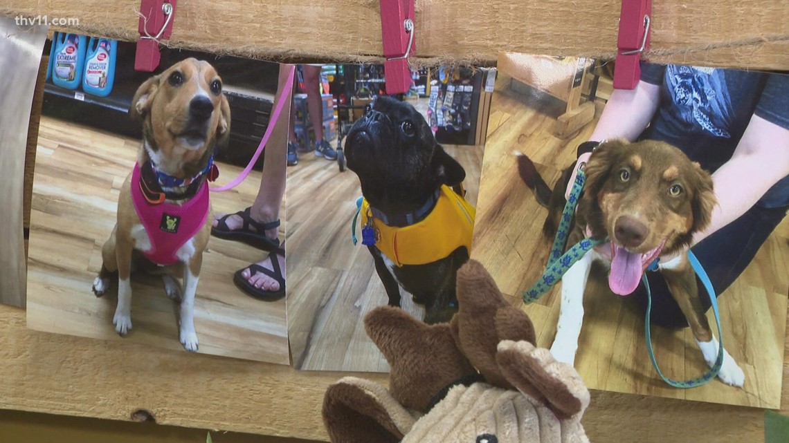 Arkansas veterinarians share some safety tips for your pets