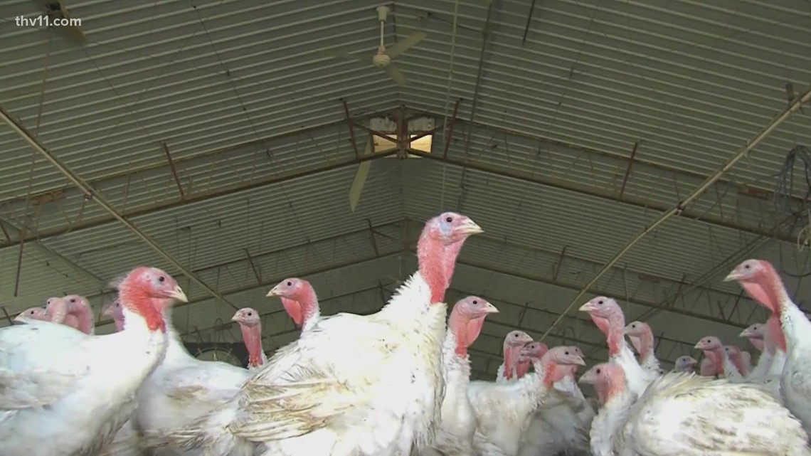 Case of bird flu confirmed at Arkansas poultry farm - Vimarsana News