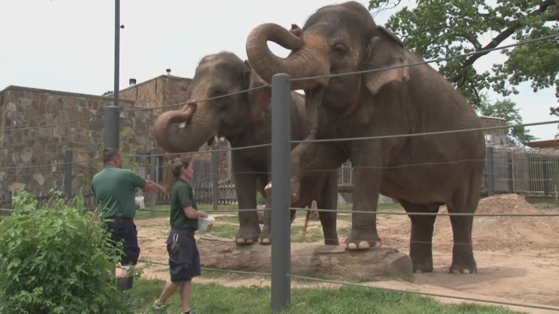The staff at the Little Rock Zoo keeps the elephants exercised and stretched so they can live out their golden years in peace.