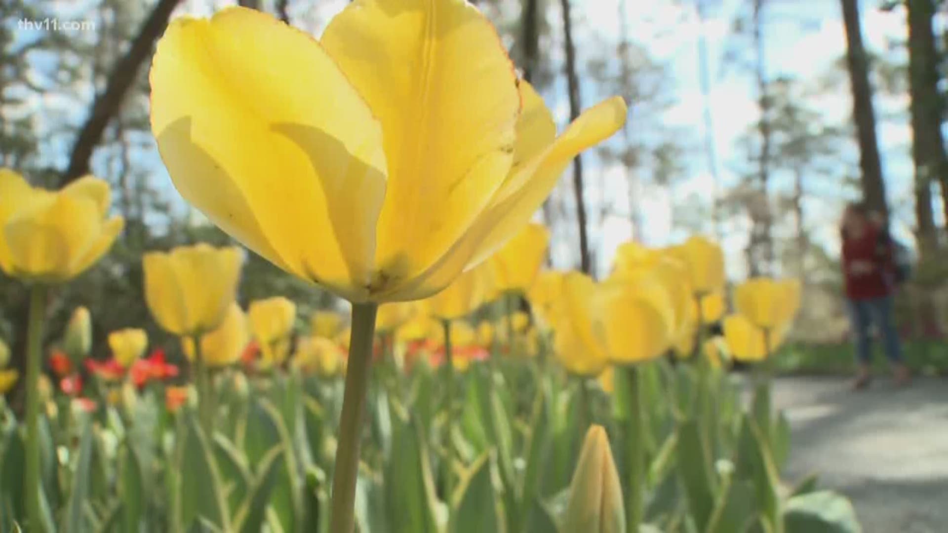 If you just can't wait any longer for spring, you can get your flower fix in Hot Springs.