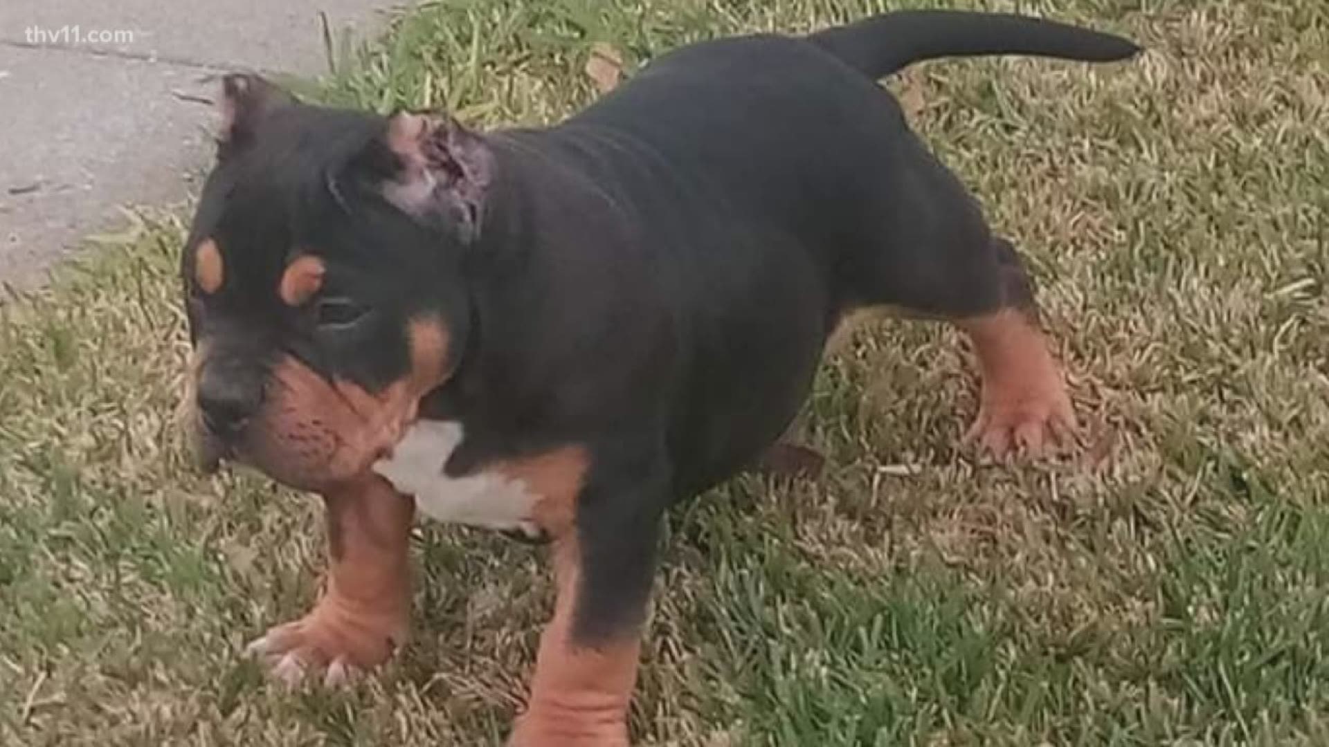 A Central Arkansas family is incomplete tonight. 
The smallest member, a puppy, was stolen outside a Little Rock home.
THV11's Michael Aaron brings us their desperate plea.. and their incentive for his safe return.