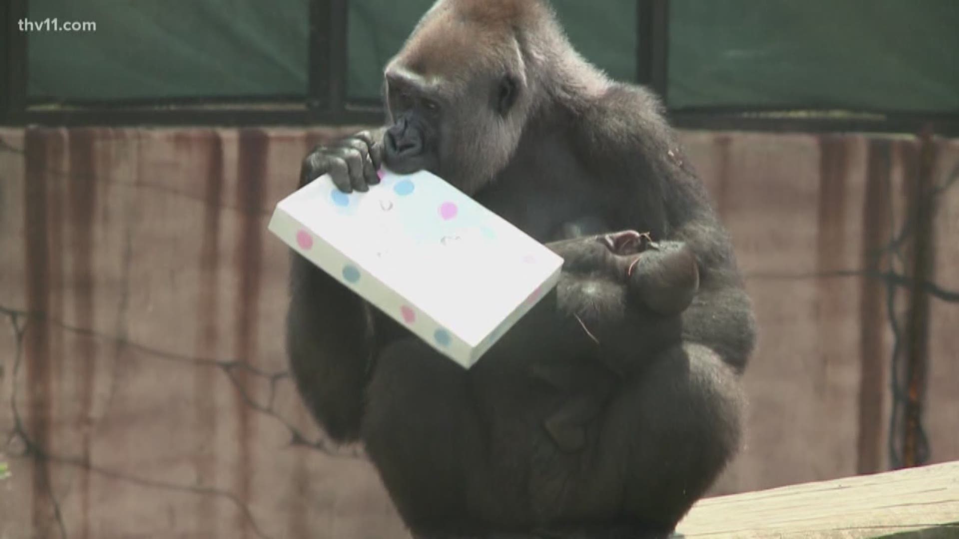 It was a gender reveal on a large scale, as the Little Rock Zoo celebrated its new, baby, male gorilla.