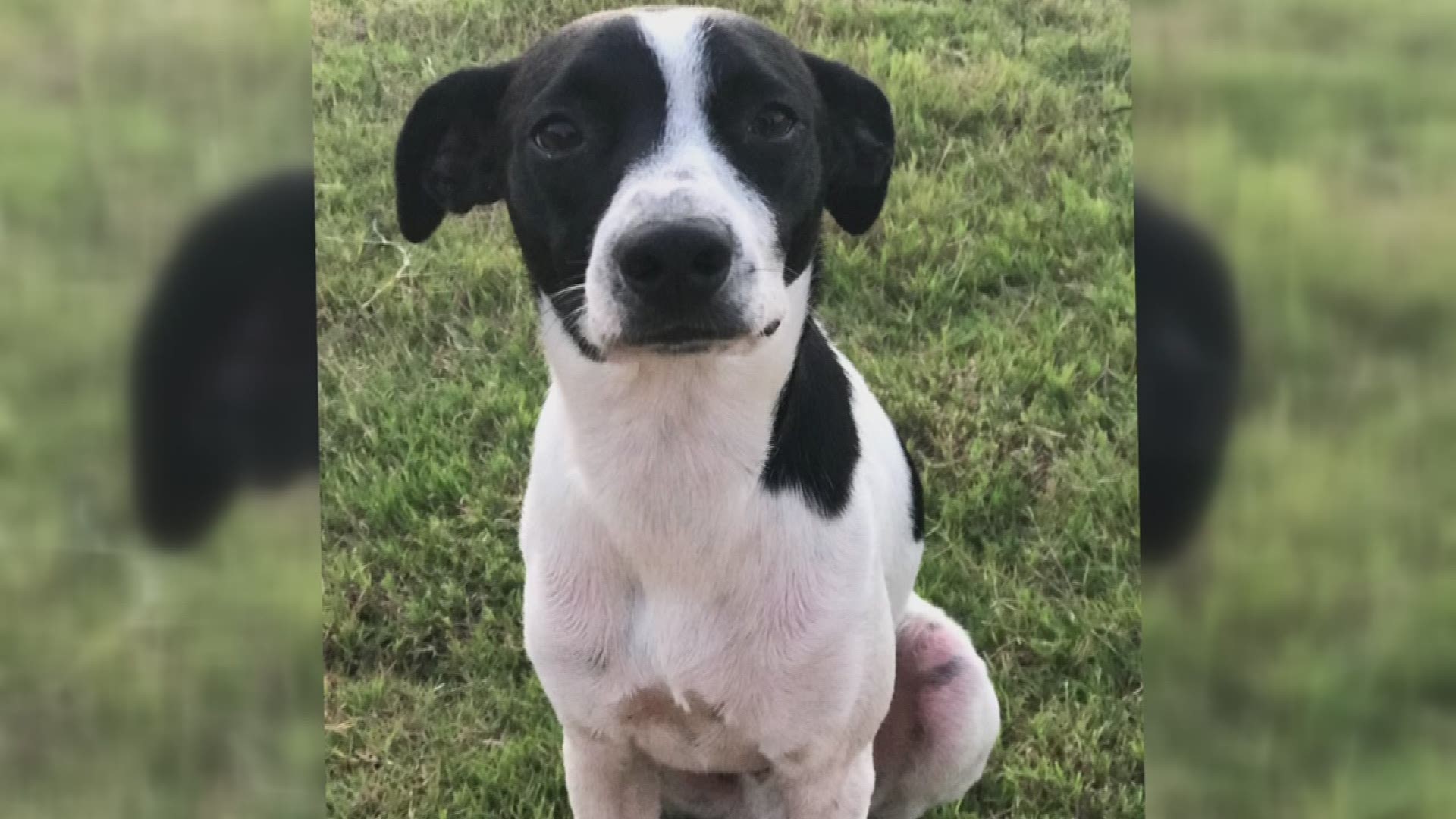 Bauxite dog shot with hunting arrow