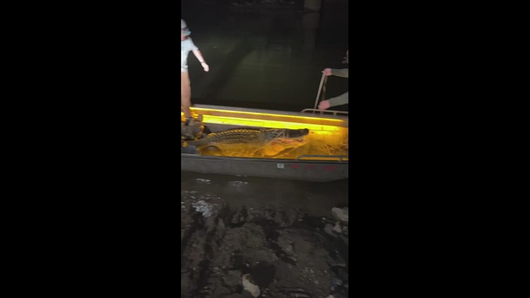 Huge alligator caught in Sulphur River