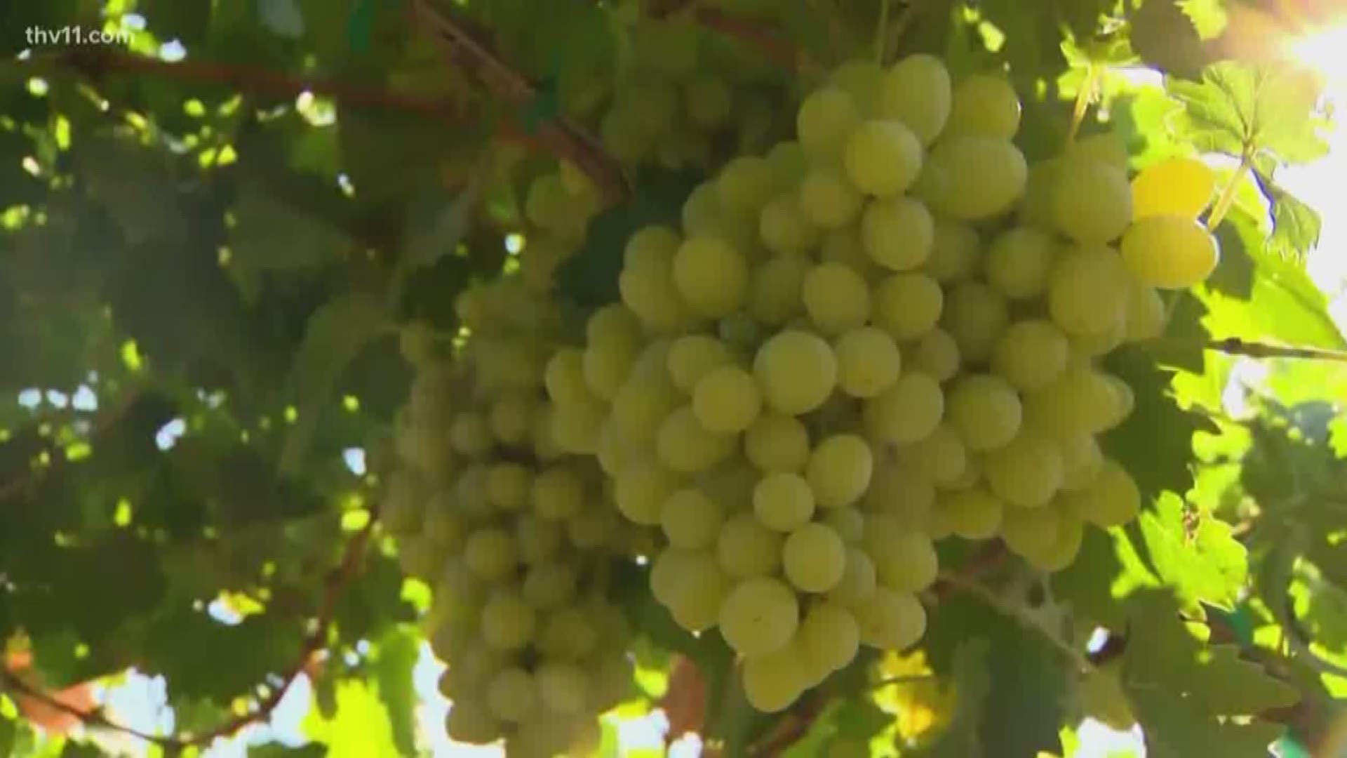 Cotton candy grapes have connections to Arkansas