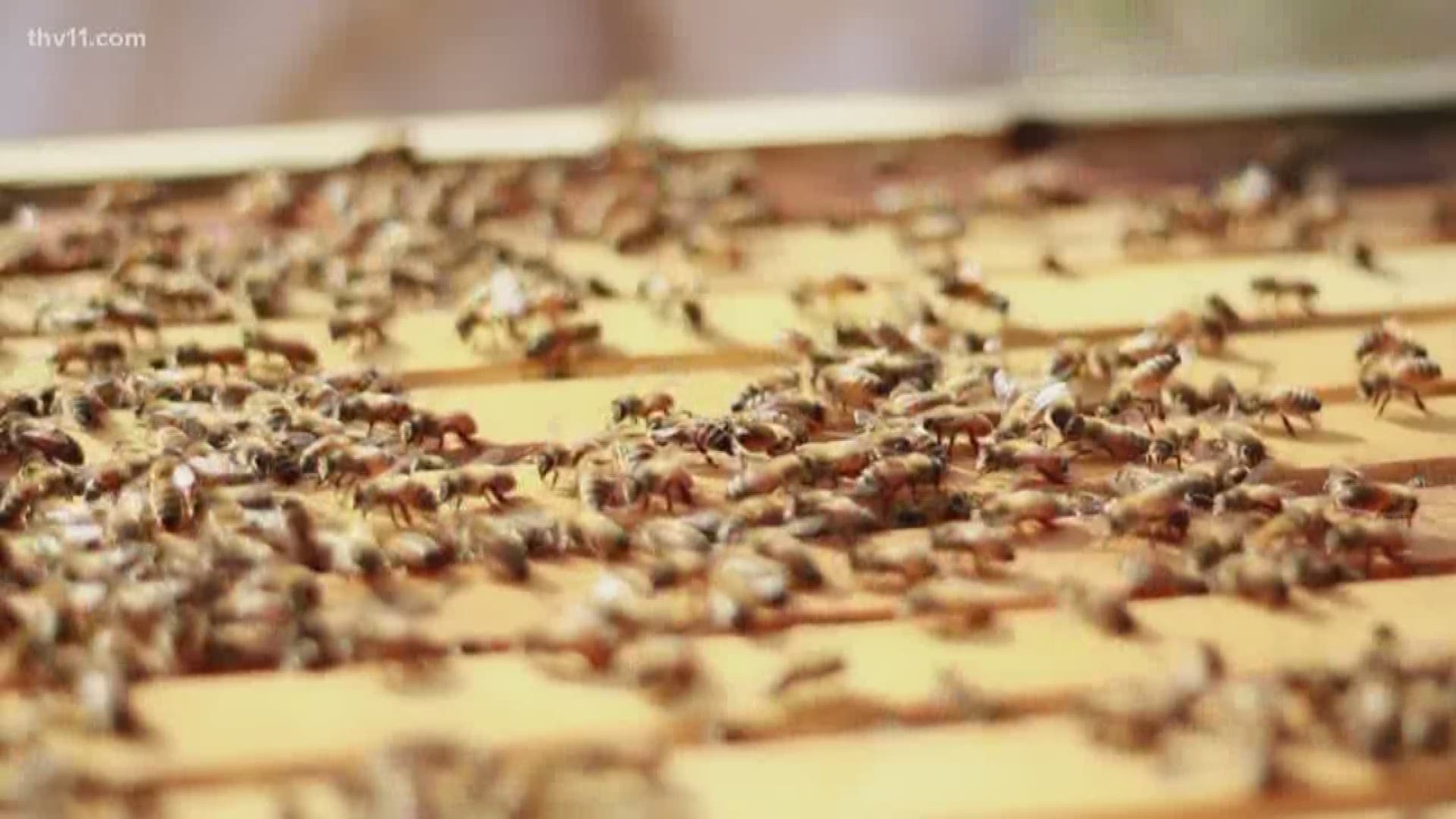 Bemis Honey Bee Farm is teaching about honey bees today. They'll be a hayride, petting zoo, and more!