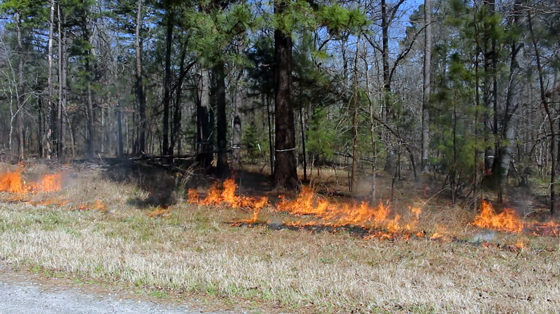Parts of Arkansas under burn bans and moderate wildfire danger