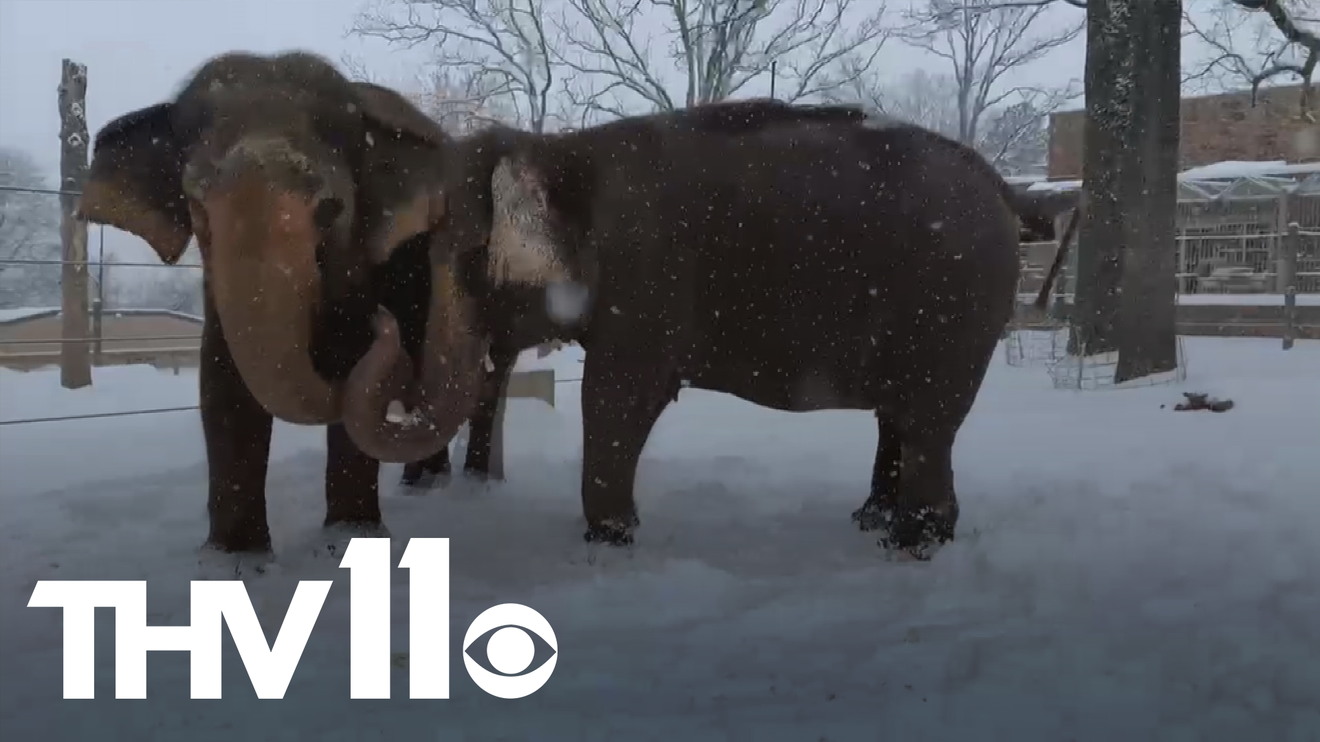 Elephants At Little Rock Zoo Have Playtime In The Snow Thv11 Com