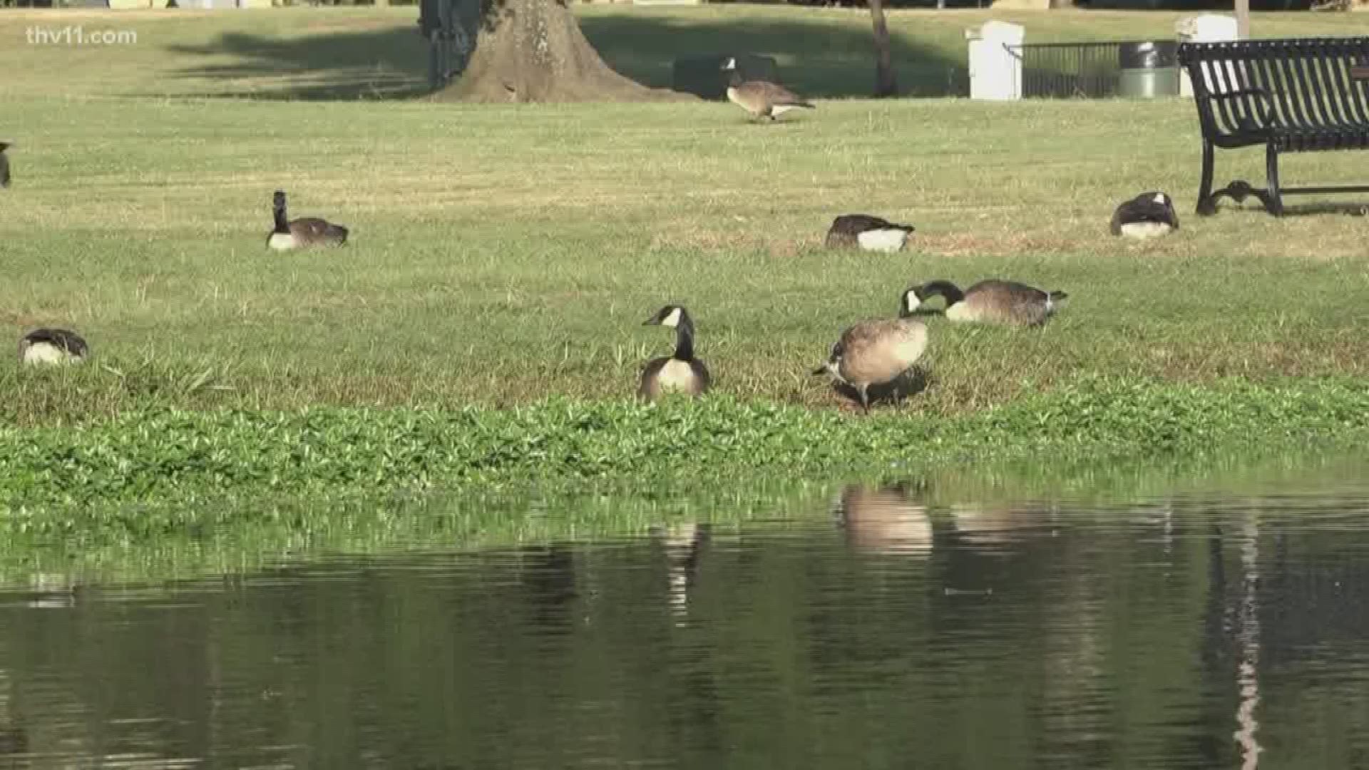 Recent headlines show geese are being killed by the thousands in cities that are overpopulated by the birds.