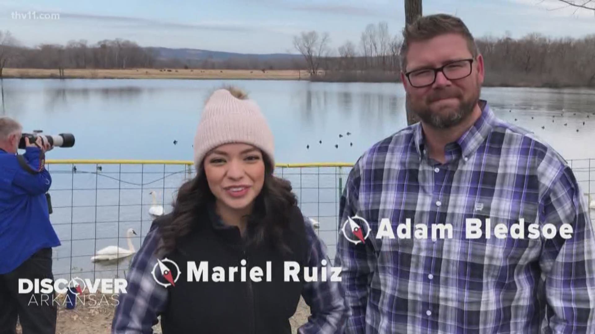 Each year, hundreds of trumpeter swans flock to Lake Magness for winter. Mariel Ruiz and Adam Bledsoe take us there to Discover Arkansas.