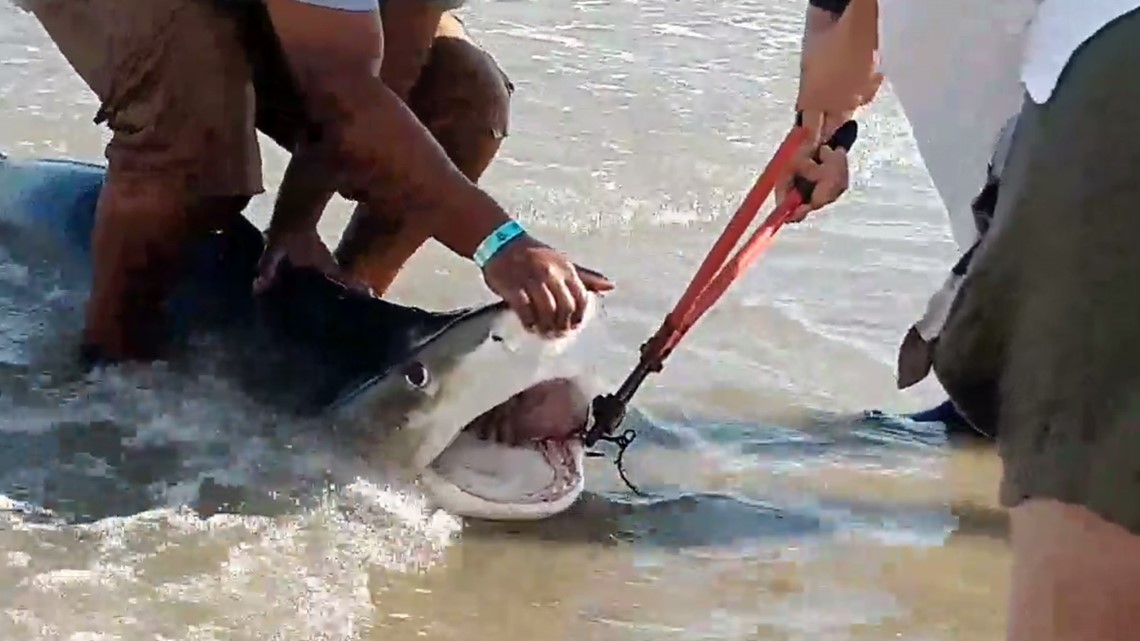 Video shows fisherman catching, releasing shark off Galveston Beach ...