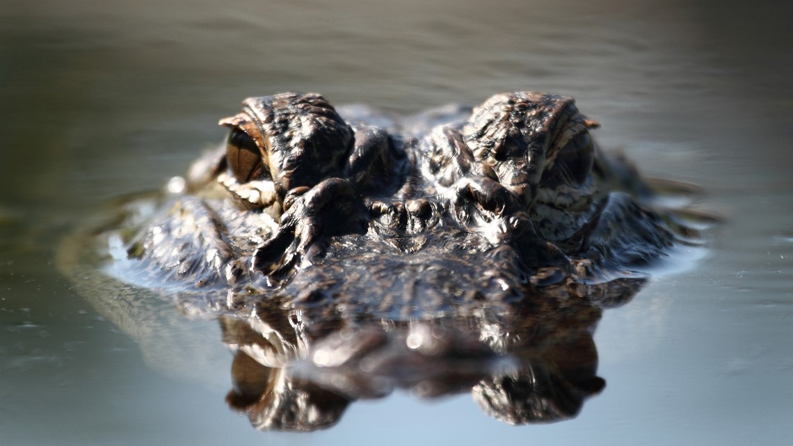 Conway man sentenced for importation, possession of reptiles - Vimarsana News