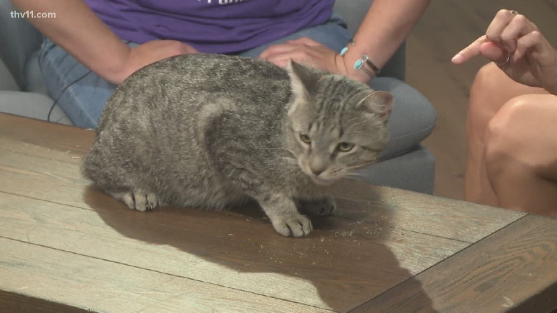 Every week we showcase an animal from the Little Rock Animal Village that is up for adoption and Betsy Robb with Friends of the Animal Village joins us this morning with Pete the cat.