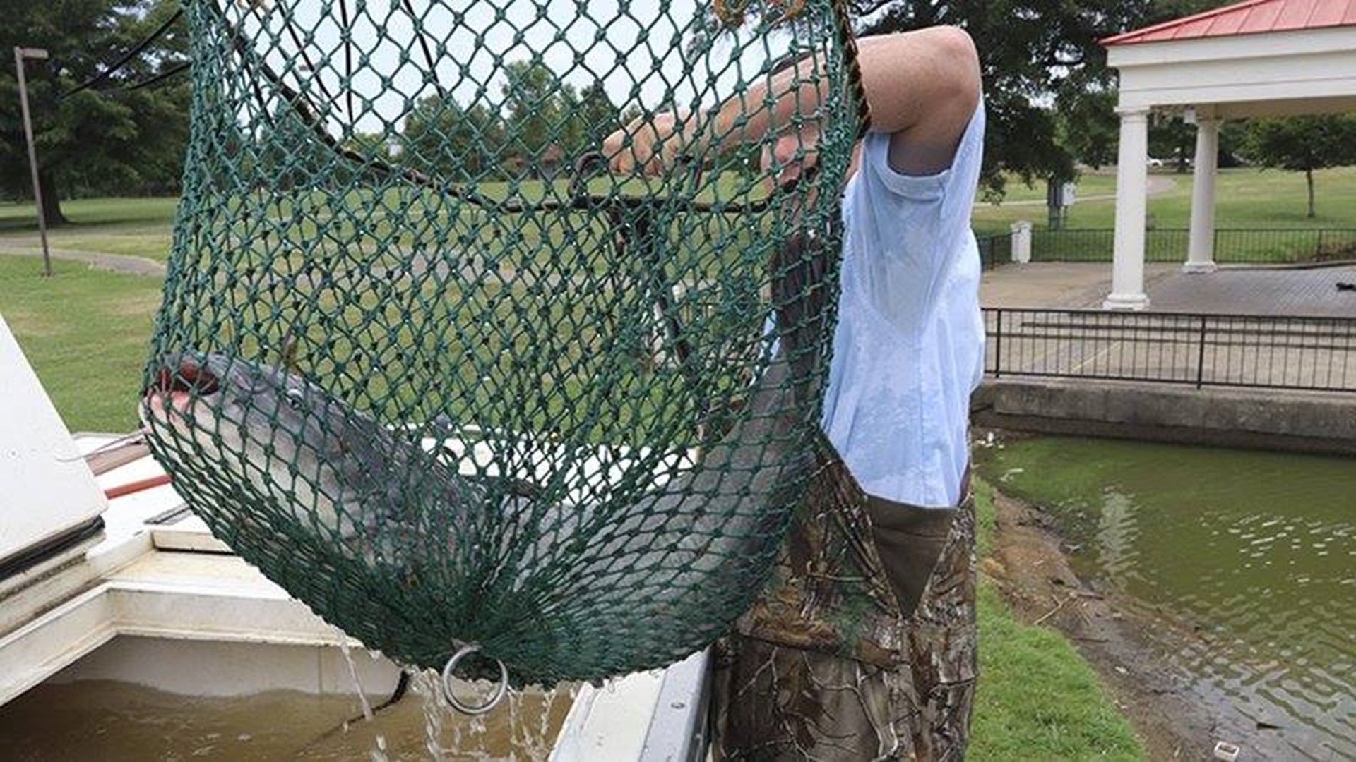 Giant blue catfish stocked in park ponds throughout Arkansas