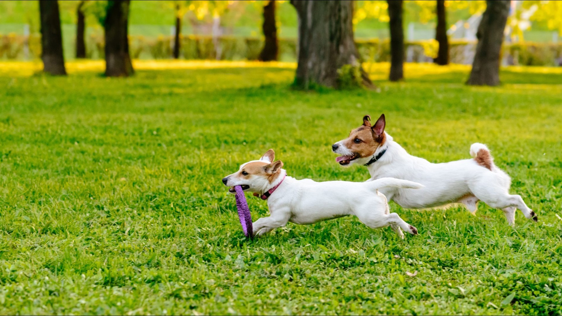 First two cases of dog flu this year reported in Arkansas
