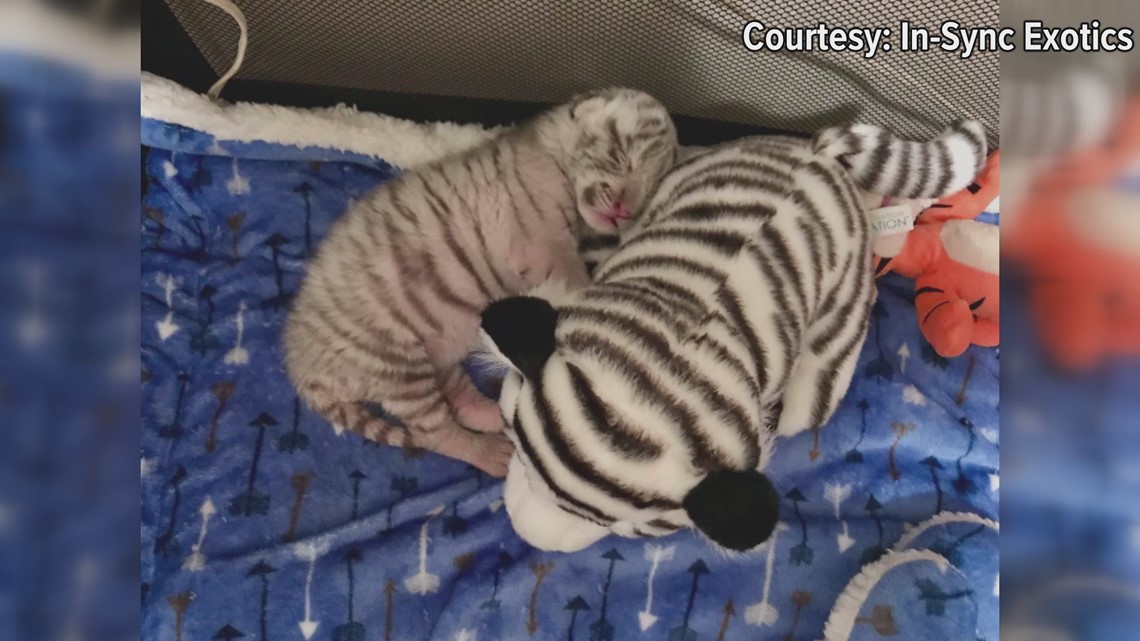 Meet Ivory the Fantasy White Baby Tiger Cub Companion!