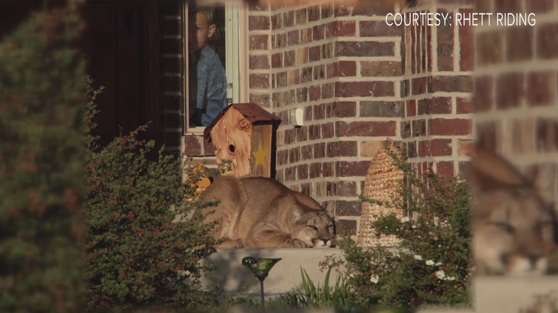 Verify Was There A Mountain Lion Napping On An Arkansas Porch