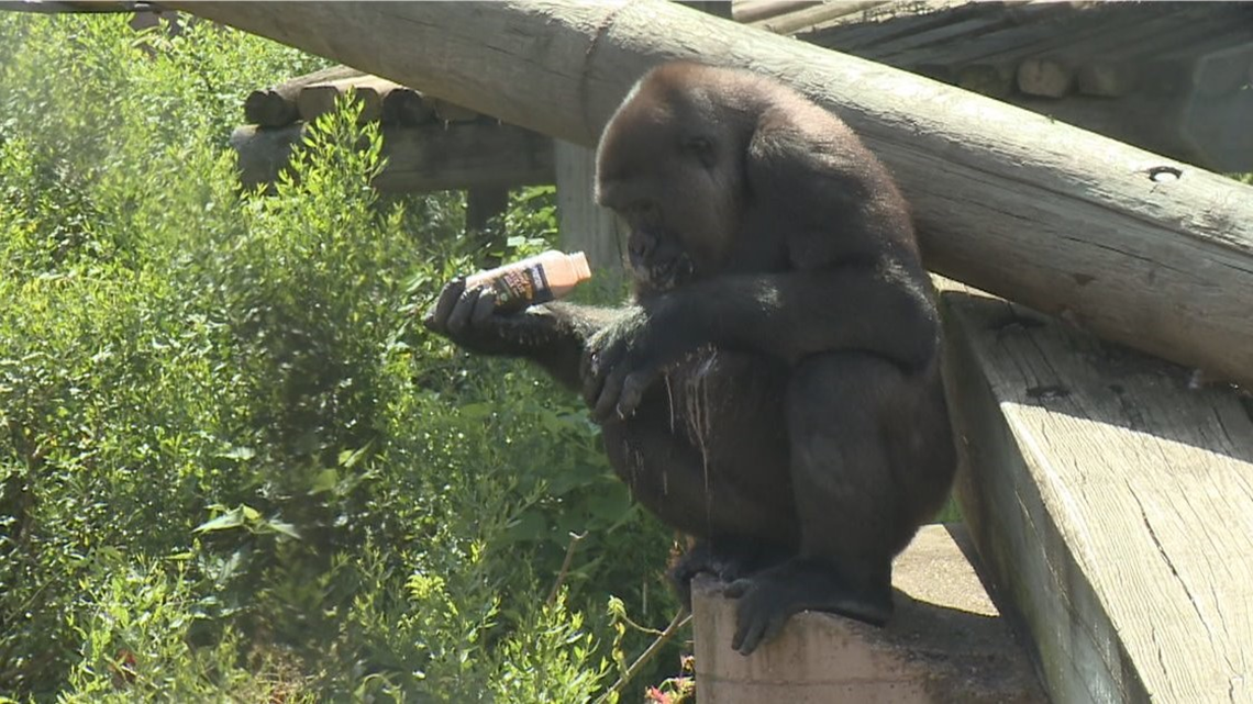 Get into the Little Rock Zoo this Saturday for only 1