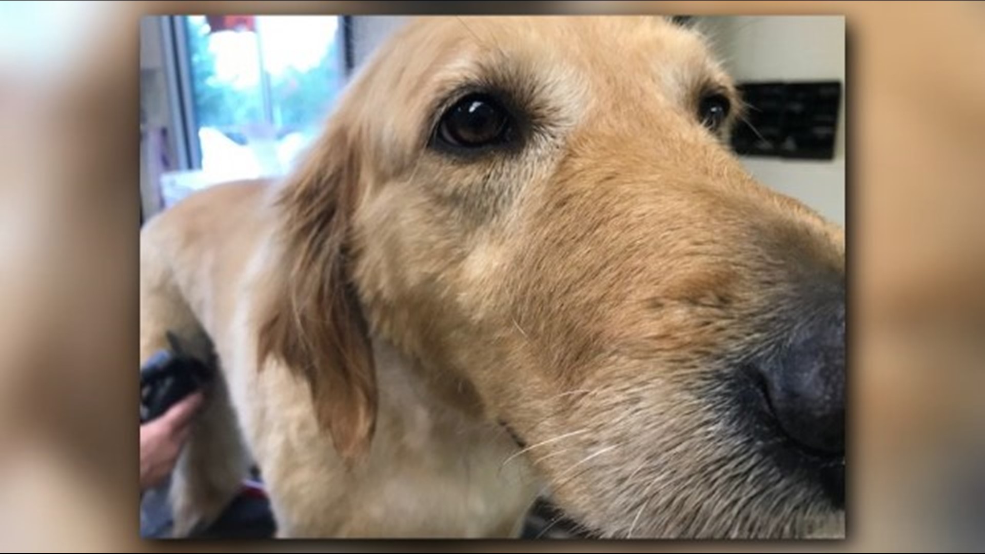 Is it okay to shave my dog's fur? VERIFY