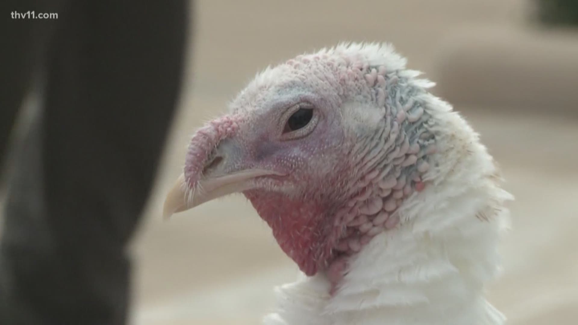 Turkeys across Arkansas may be worried ahead of thanksgiving dinner-- but not this turkey.