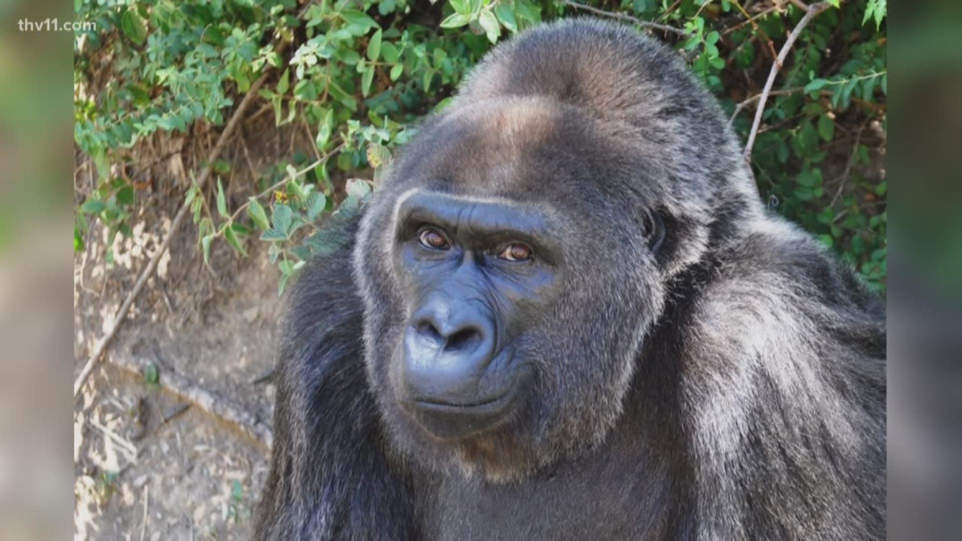 Trudy the Gorilla passes away at the age of 63 in the Little Rock Zoo.