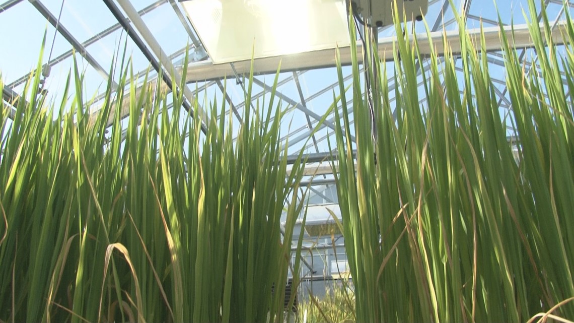 New greenhouse technology aids the rice industry, controls growing ...