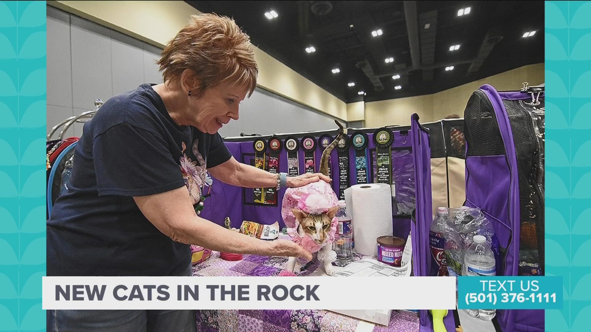 “New Cats in the Rock” presented by the Arkansas Feline Fanciers Saturday, February 19, 2022 at the Hall of Industry at Arkansas State Fairgrounds.