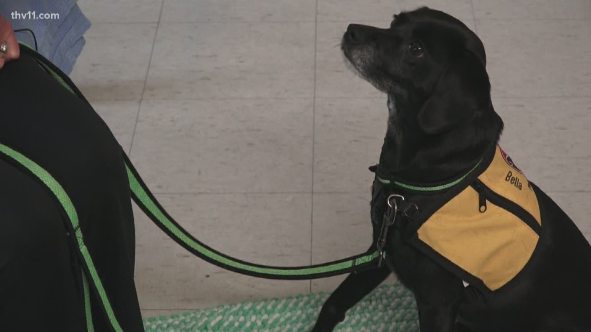 Saline Memorial Hospital hires therapy dog for staff, patients 