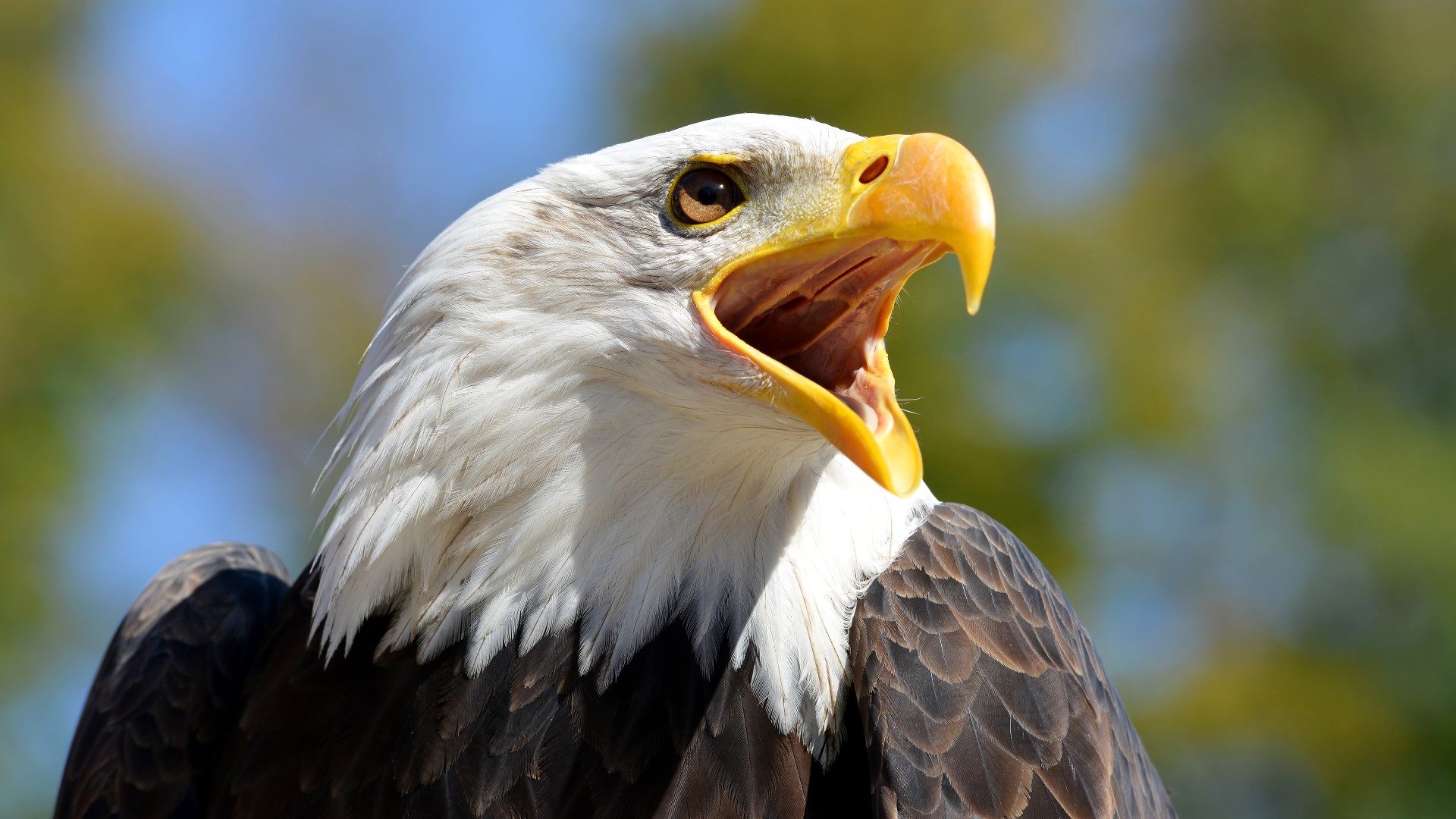 are-there-bald-eagles-in-arkansas-11-listens-thv11