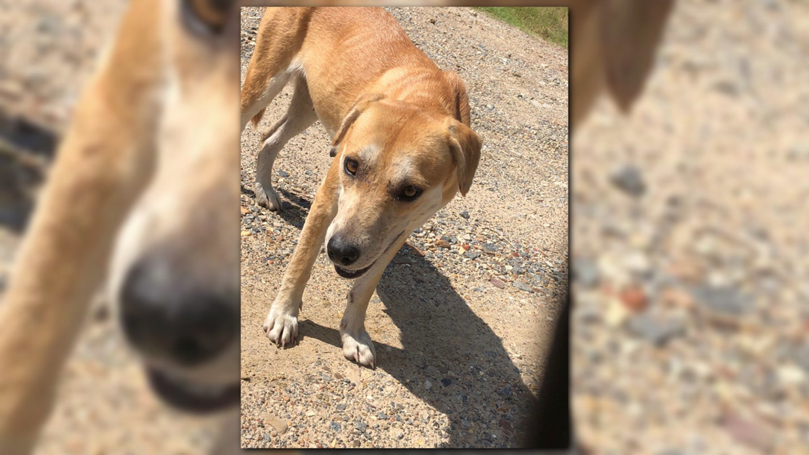 Rescues rally to save stray dogs found near Pine Bluff correctional ...