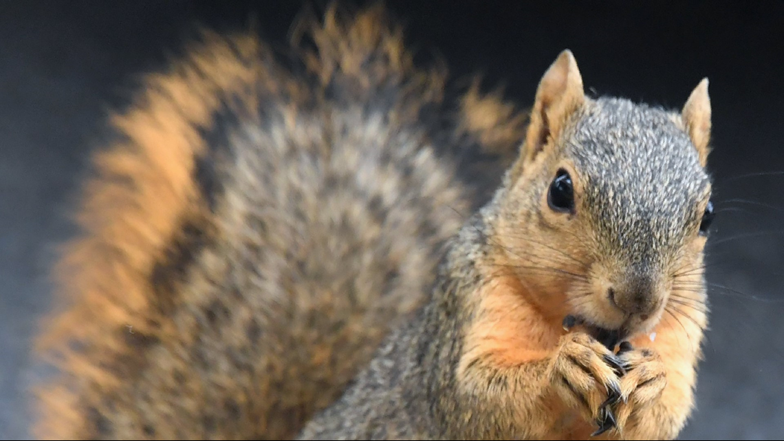 New York man dies from extremely rare disease after eating squirrel