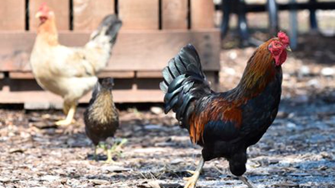 Bird flu at Madison County poultry farm - Vimarsana News