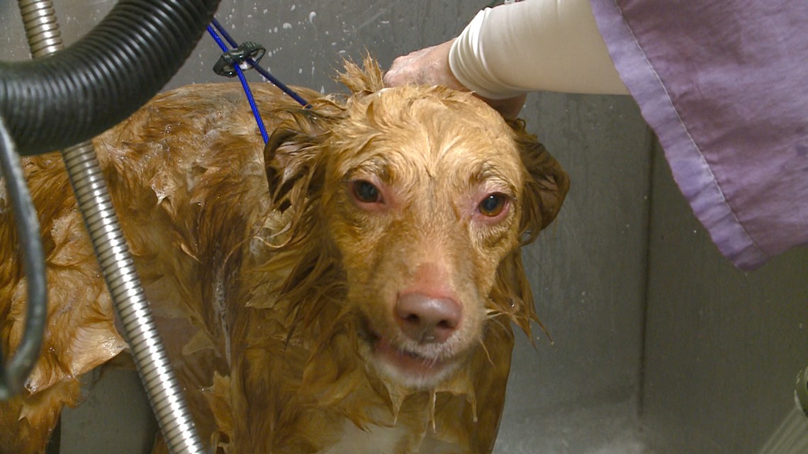 Hartz puppy shampoo store seizures