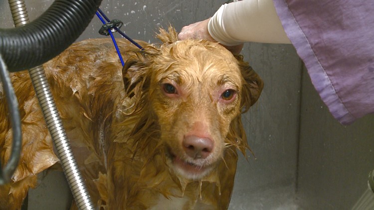 hartz shampoo bad for dogs