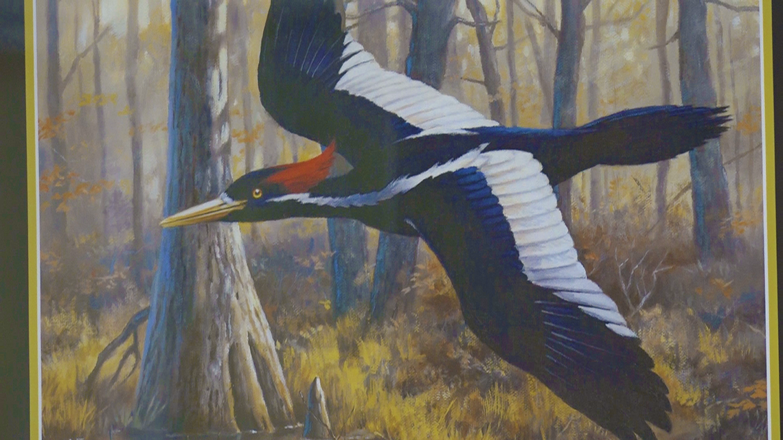 Where are they now? | The Ivory Billed Woodpecker | thv11.com