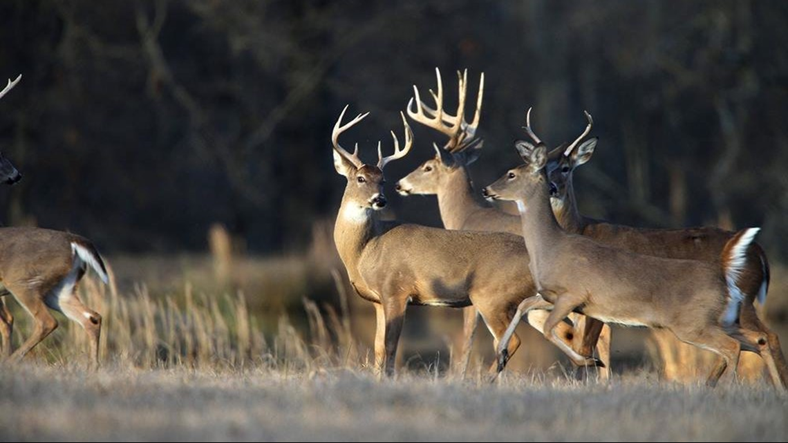 High river water closes deer hunting in some areas of eastern Arkansas