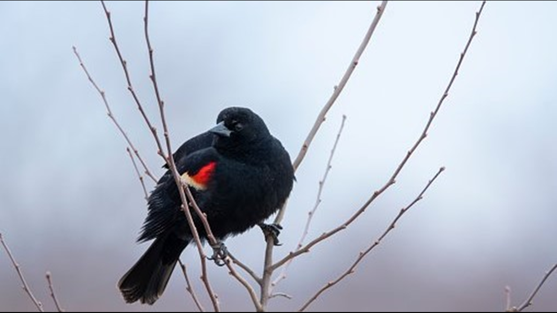 Where are they now? Beebe Blackbirds