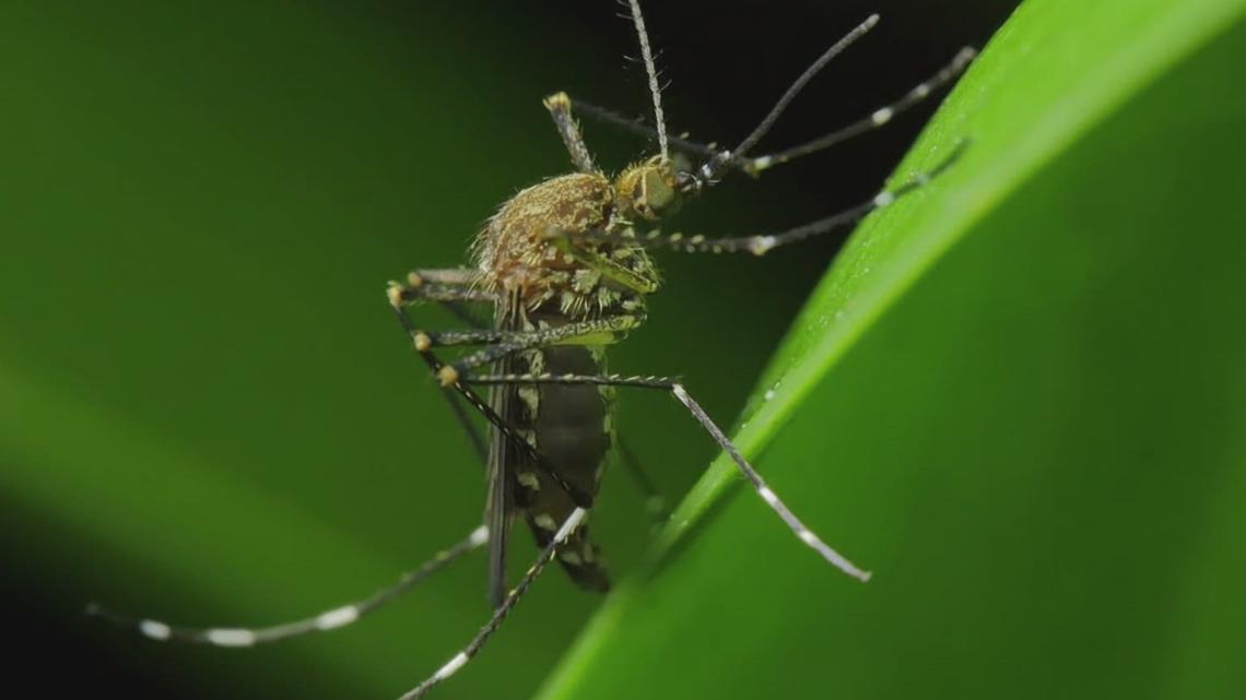 Experts weigh in on mosquito management in Arkansas - Vimarsana News