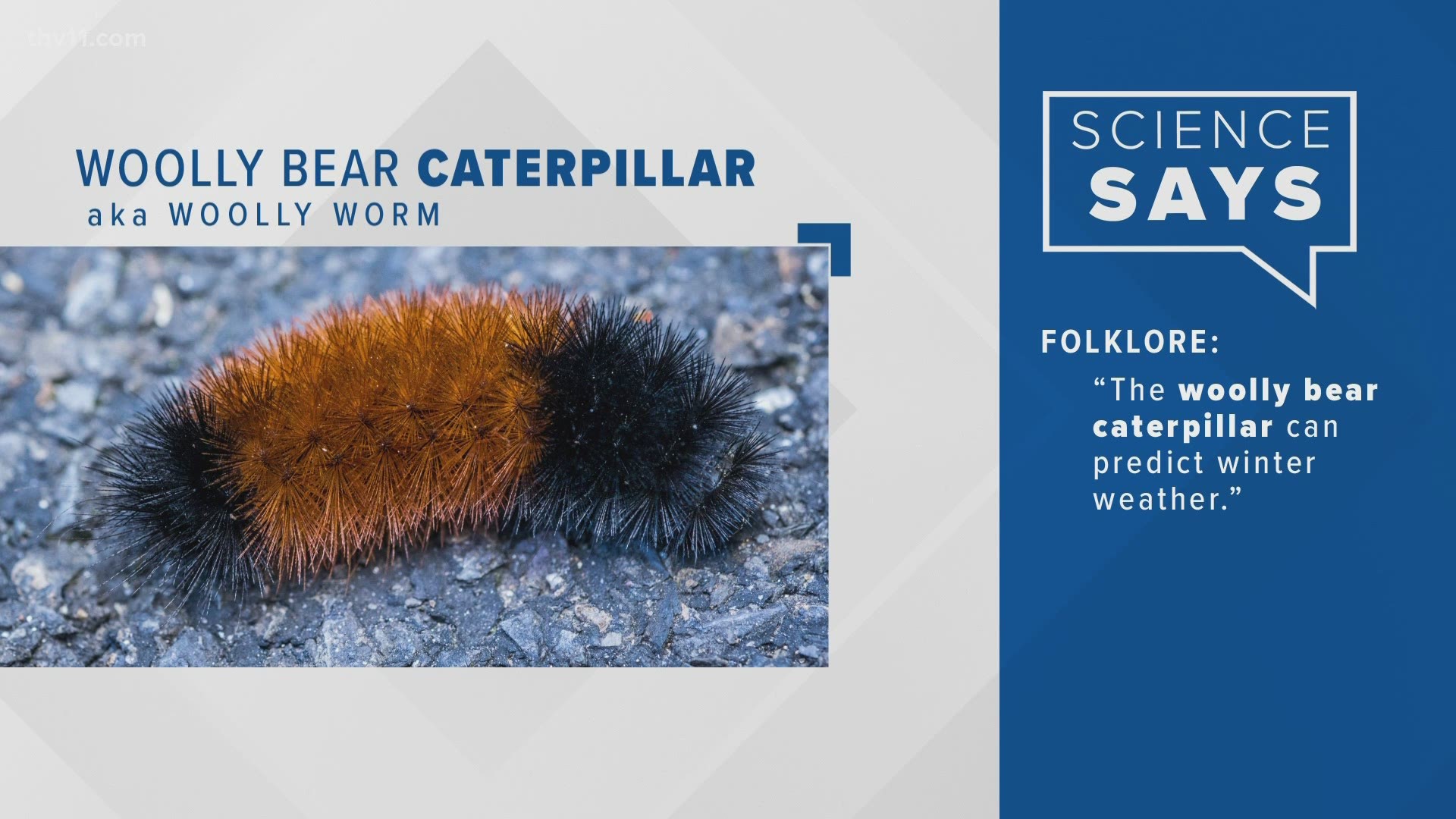 We found out what the science says when it comes to cows predicting the weather, but now there's talk about woolly caterpillars in the south, doing the same thing.