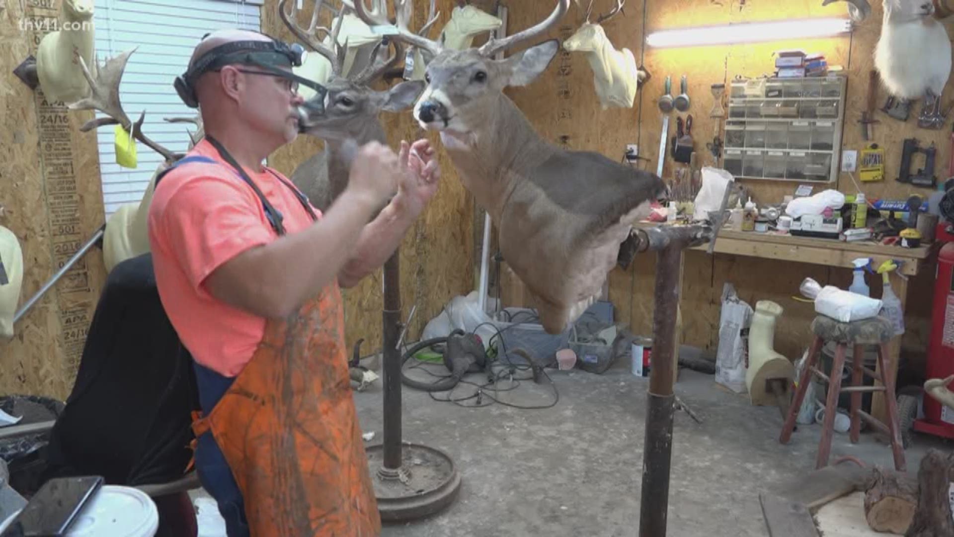 Taxidermists across Arkansas are helping Game and Fish
