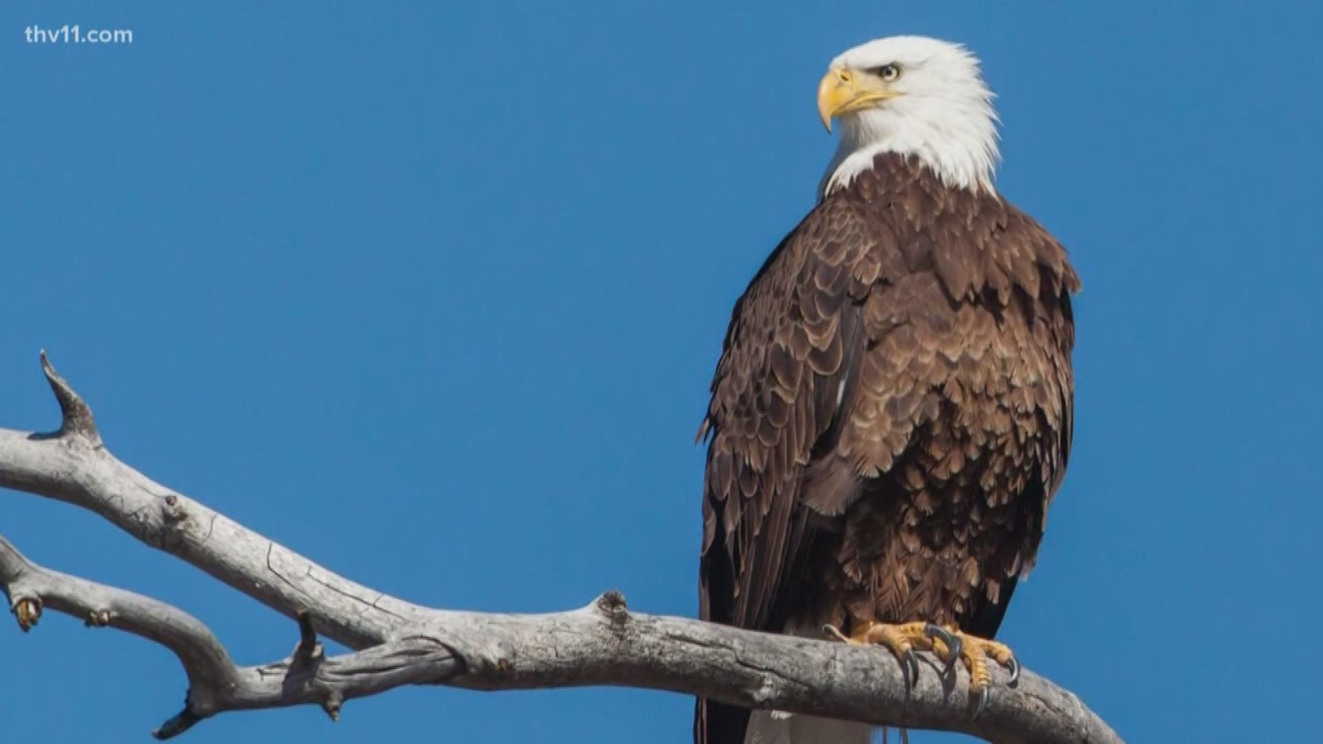 In 2007, the bald eagle was removed from the federal list of threatened and endangered species, but one viewer wants to know how the population is doing in Arkansas.